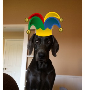 Blue Weimaraner