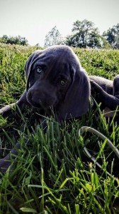 Blue Weimaraner