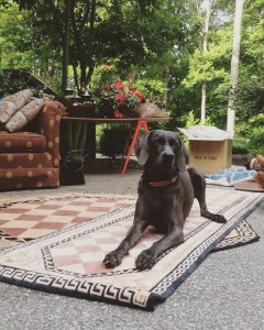 Blue Weimaraner