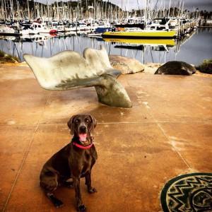 Blue Weimaraner