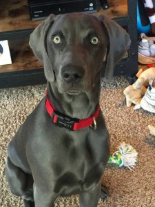 Blue Weimaraner