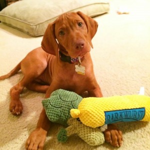 Vizsla 