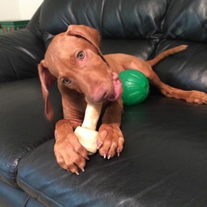 Vizsla 
