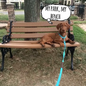 Vizsla 