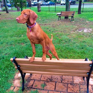 Vizsla 