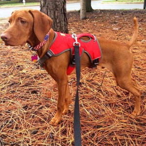 Vizsla 