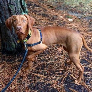 Vizsla 