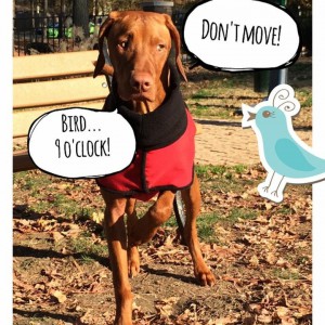 Vizsla 