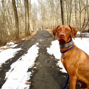 Vizsla 