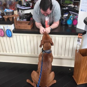 Vizsla 