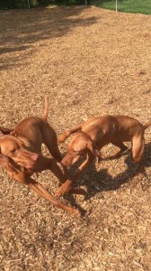 Vizsla 