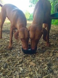 Vizsla 