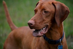 Vizsla