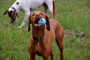 White River Kennels Vizsla