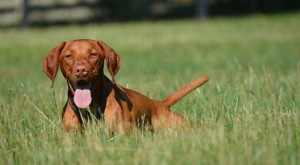White River Kennels Vizsla