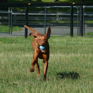 White River Kennels Vizsla