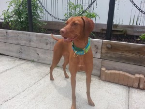 White River Kennels Vizsla