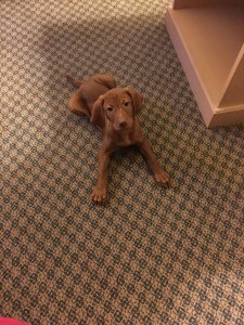 White River Kennels Vizsla 