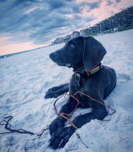 White River Kennels Blue Weimaraner