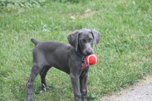 White River Kennels Blue Weimaraner