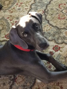  Blue Weimaraner