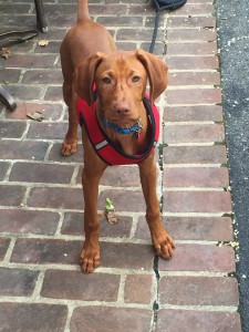 White River Kennels Vizsla