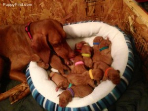 Bella and her puppies Vizsla