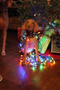 Vizsla