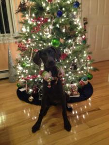  Blue Weimaraner