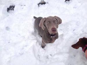 Silver Weimaraner