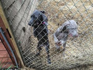 Silver Weimaraner
