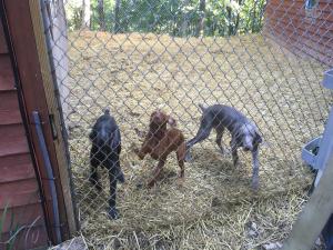 Silver Weimaraner