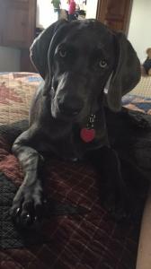 Blue Weimaraner