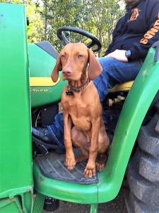 Vizsla
