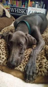 Blue Weimaraner