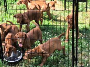 Vizsla