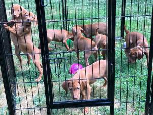 Vizsla