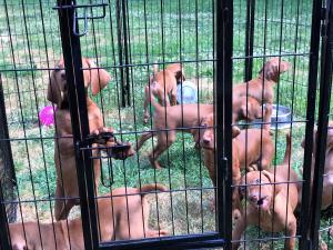Vizsla