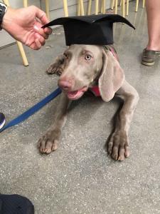 Silver Weimaraner