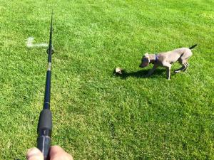 Silver Weimaraner