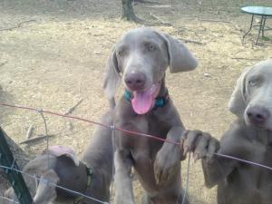 Silver Weimaraner