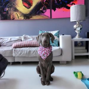 Silver Weimaraner