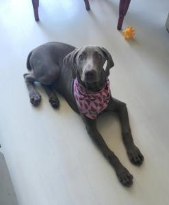 Silver Weimaraner