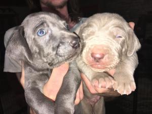 Silver Weimaraner
