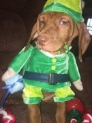 White River Kennels Vizsla