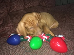 White River Kennels Vizsla 