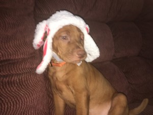 White River Kennels Vizsla