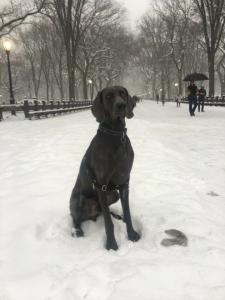 Blue Weimaraner