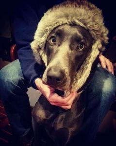 Blue Weimaraner