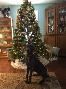 Blue Weimaraner